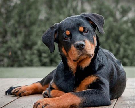 Pin On Rottweiler Puppies