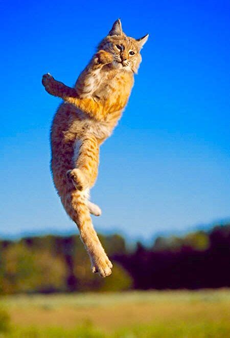 Jump Bobcat Jump Catch That Bird Animals And Pets Funny Animals