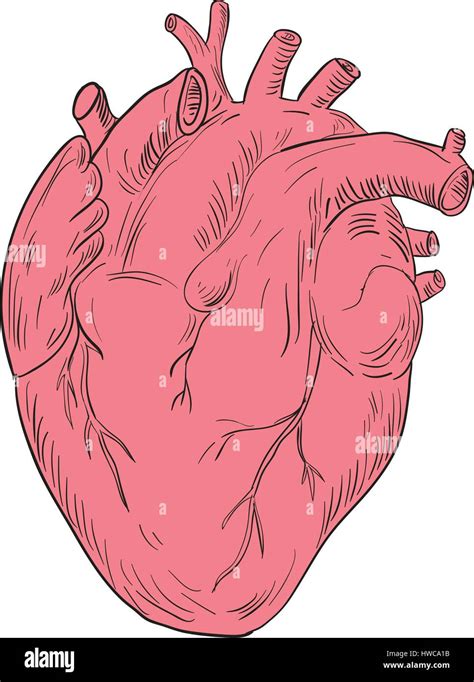 Dessin D Un Coeur Humain Illustrations Cliparts Dessins Animes Et