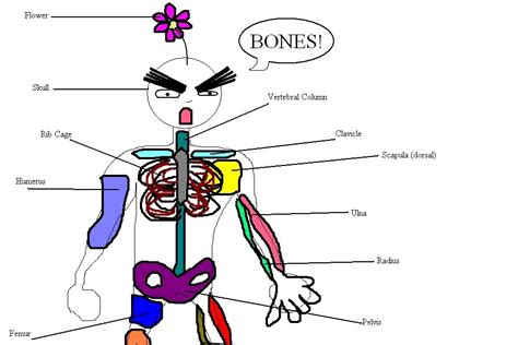How many bones is a baby born with? Deylah's Muffiny Anatomy Blog: Basic Skeletal Anatomy Worksheet