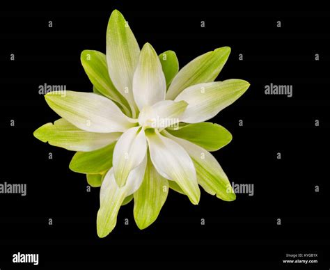 Closeup White Turmeric Flower Isolated On Black Background With