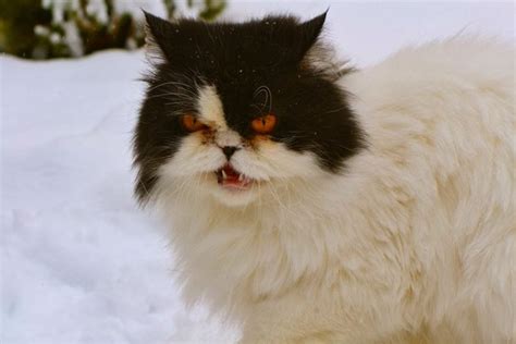 12 Funny Images Photos Of Cats That Hate Snow