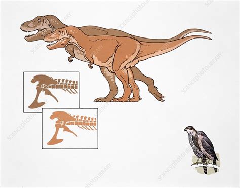 Sexing Tyrannosaurus Rex Illustration Stock Image C0367342