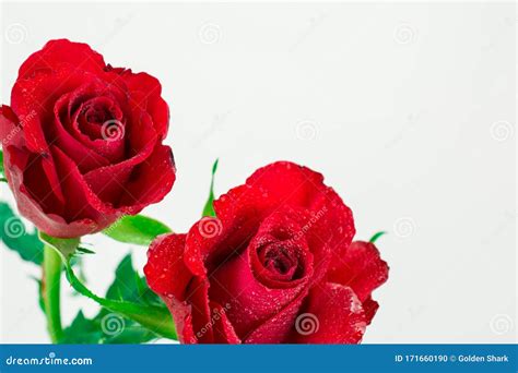 Two Red Roses On White Background Stock Photo Image Of Border Group
