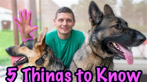 5 Things To Know About German Shepherd Dogs Petful