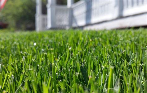 Why You Need To Make Sure Your Pensacola Yard Is Properly Fertilized