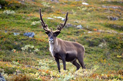 Reindeer Facts History Useful Information And Amazing Pictures