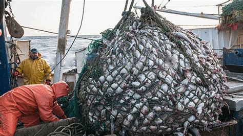 Big Catch Fishing In The Deep Sea With Big Boat Amazing Fish