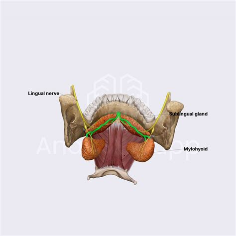 Sublingual Gland Salivary Glands Head And Neck Anatomyapp
