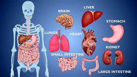 Parts Of The Human Body Organs