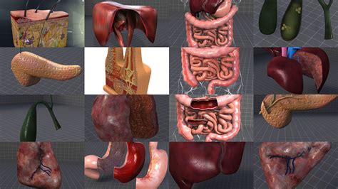 Complete Abdominal Organs 3d Model Collection Cgtrader