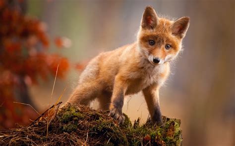 Die 73 Besten Fuchs Hintergrundbilder