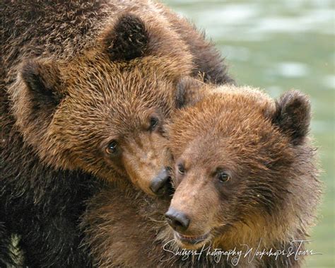 Twin Brown Bear Cubs Play Shetzers Photography