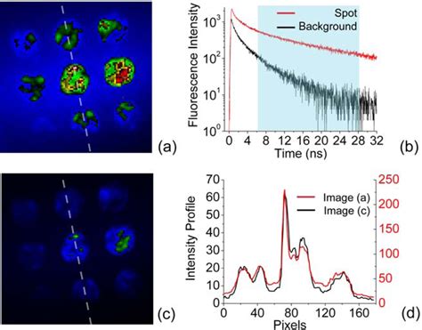 Ijms Free Full Text Fluorescence Lifetime Imaging Of Quantum Dot