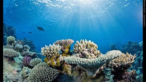 New Website Provides Panoramic Images Of Worlds Coral