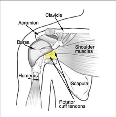 Anatomy Of Right Shoulder