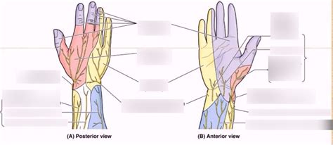 Sensory Innervation Of The Handforearm Diagram Quizlet