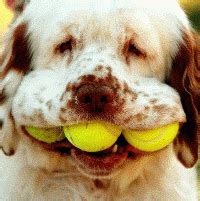 Search, discover and share your favorite lustig gifs animation online. Lustige Gif Bilder