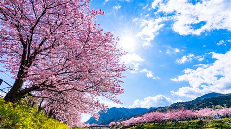 See more of 河津町観光協会 on facebook. 暖かい伊豆・帰りは温泉!! ロードバイクで河津桜を見に行くお ...