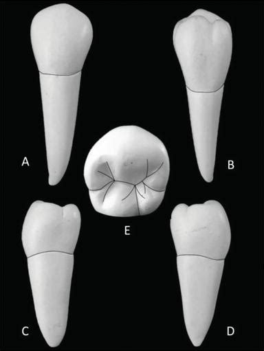 The Permanent Maxillary And Mandibular Premolar Teeth Intechopen