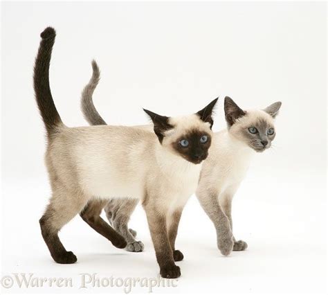 Seal Point And Blue Point Siamese Kittens Walking Together Photo