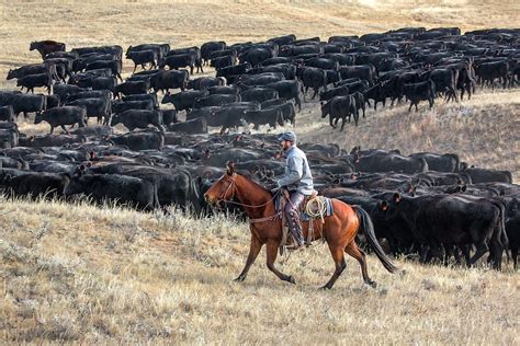 Old Fashioned Cattle Drive Todd Klassy Photography