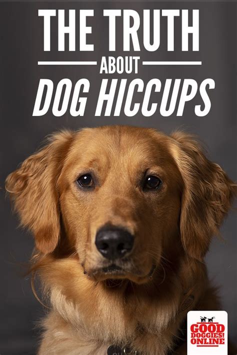 Can Dogs Have Hiccups Plabor