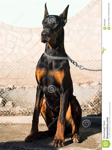 Boston terrier puppies for sale in pasadena california. Tiszta fekete Doberman kutya bajnok ül a szabadban Stock ...