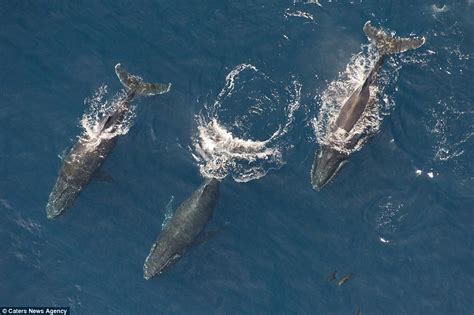 The humpback whale is a mammal which belongs to the baleen whale suborder. Video captures humpback whales feeding off South African ...