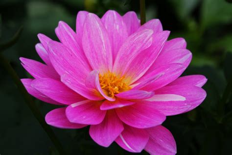 Nice Pink Flower Image Nature Photography 3040