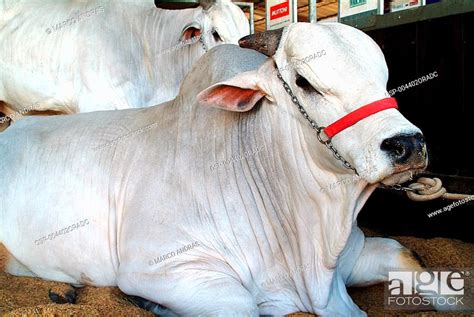 Domesticated Animals Nelore Brahman Cattle Pure Breed Stock Photo