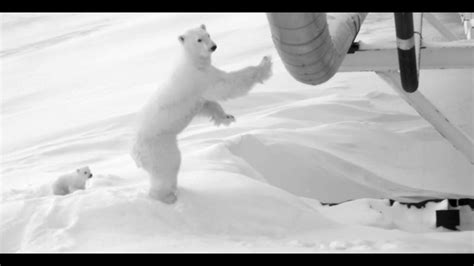 Oil Company Watches Over Pregnant Polar Bear Under Bridge