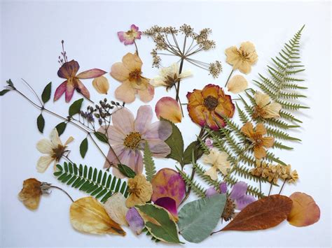 Pressed flowers art, Real dried pressed flowers for crafts, Pressed flowers, mixed dry flowers ...