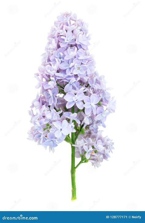 Fresh Lilac Flowers Stock Image Image Of Lilac Natural 128777171