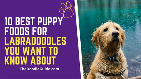 Our best puppy food australia list depends on your ongoing feedback. 10 Best Puppy Foods for Labradoodles You Want To Know ...
