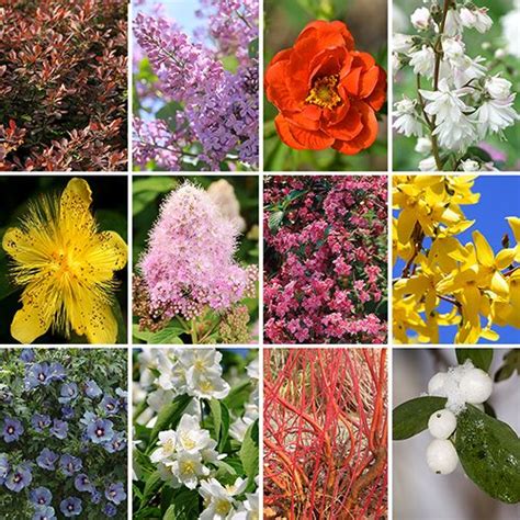 The Ultimate Winter Hardy Shrub Collection Fragrant Flowers Shrubs