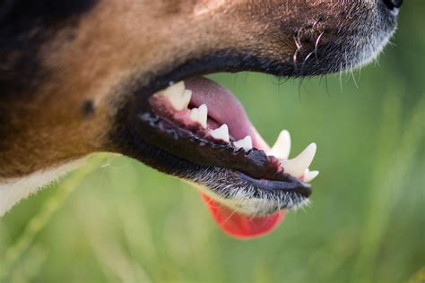 How To Treat Your Dogs Abscessed Tooth Why This Is A Case For The Vets