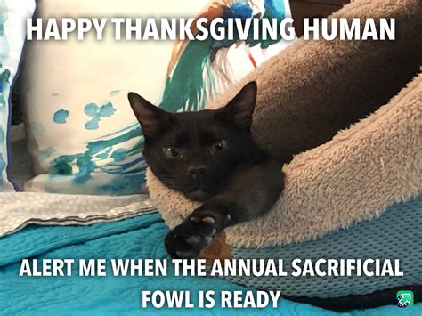 Happy Thanksgiving Cat Meme
