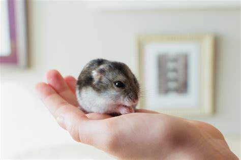 Funny Hamster Profile Pictures