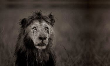Threats To Lions David Shepherd Wildlife Foundation