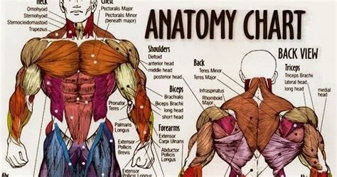 BodyBuilding Fitness Musculature Anatomy Chart Abs Sixpack Crunch
