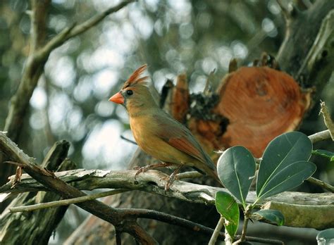 Green Cardinal Help Me Identify A North American Bird Whatbird