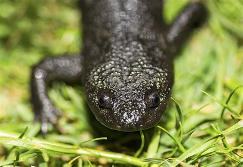 Salamander Genome May Hold The Key To Human Limb