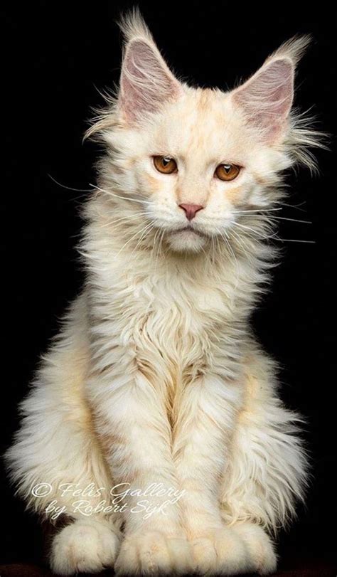 We did not find results for: Cats In The Cradle Song | Γάτες, Γατάκια