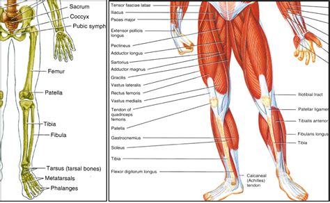 Muscles Of The Lower Limbs Human Anatomy Quizizz Sexiz Pix