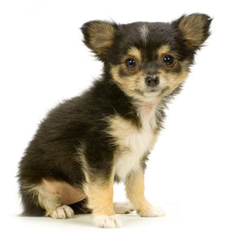 Black Long Haired Chihuahua Puppy