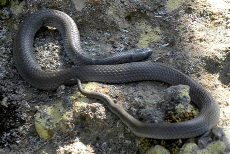 Australias 10 Most Dangerous Snakes Snake Australian Native Animals