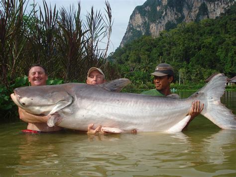 Biggest Catfish In The World