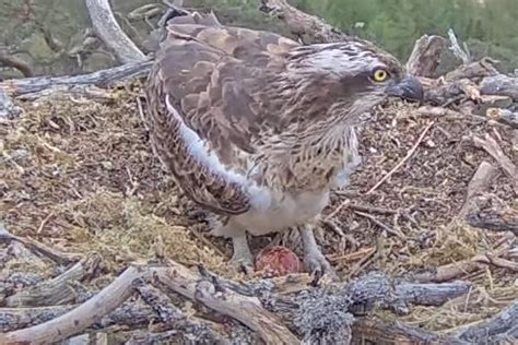 Osprey Lays Her First Egg Of Season The Independent