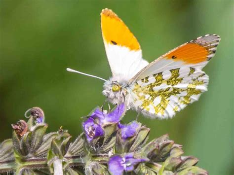 Orange Tip Butterfly Identification Lifecycle And Food Plants Saga